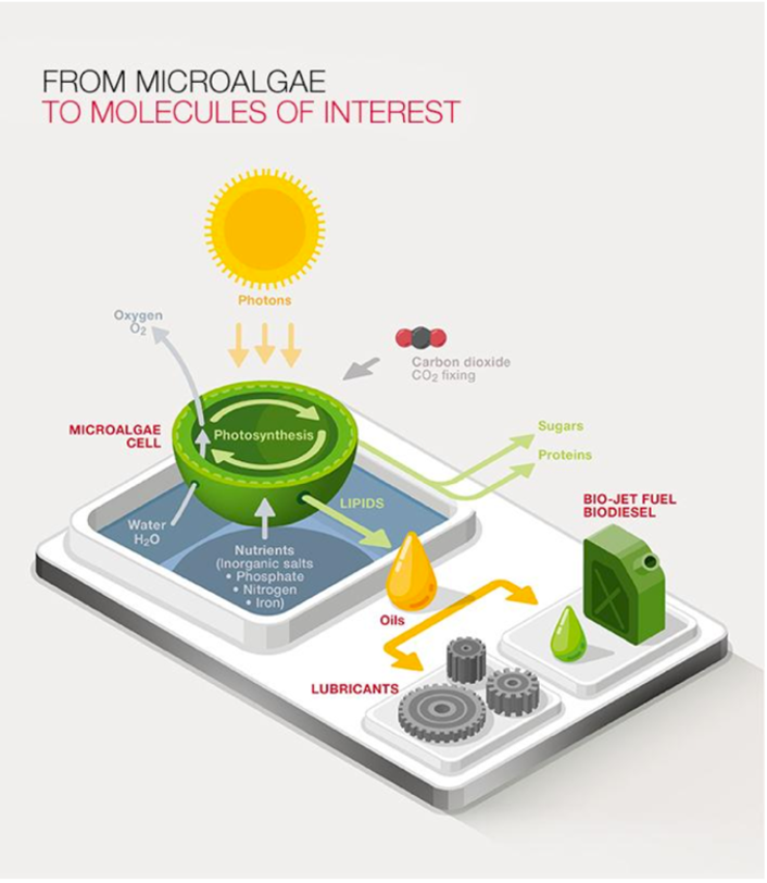 “看不见” 的小世界,“看的见” 的能源宝库 “看不见” 的小世界,“看的见” 的能源宝库